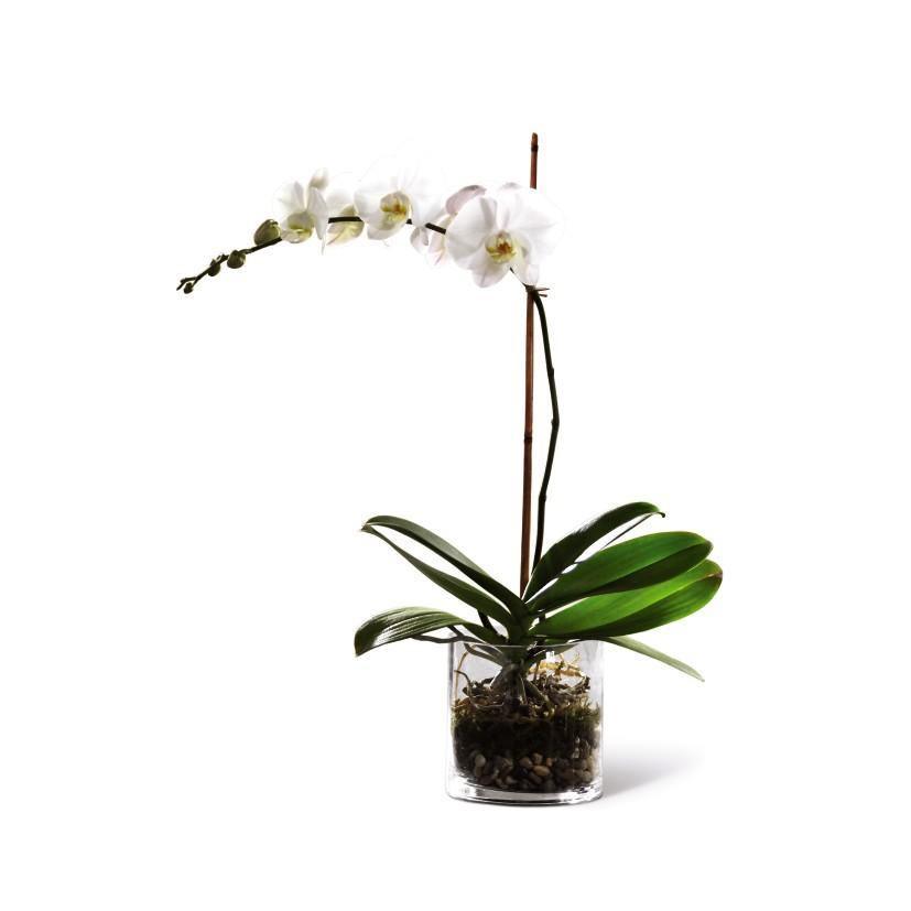 Orchid Plants - Shalimar Flower Shop