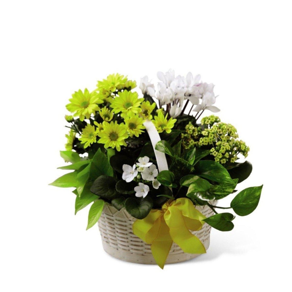 Planter Baskets - Shalimar Flower Shop